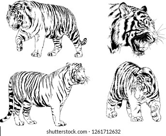 set of vector drawings on the theme of predators tigers are drawn by hand with ink tattoo logos