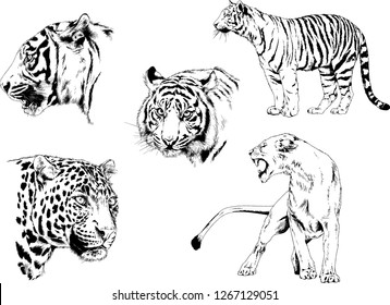 set of vector drawings on the theme of predators tigers are drawn by hand with ink tattoo logos