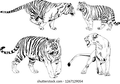 set of vector drawings on the theme of predators tigers are drawn by hand with ink tattoo logos