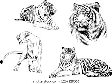 set of vector drawings on the theme of predators tigers are drawn by hand with ink tattoo logos