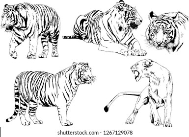 set of vector drawings on the theme of predators tigers are drawn by hand with ink tattoo logos
