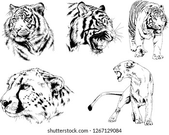 set of vector drawings on the theme of predators tigers are drawn by hand with ink tattoo logos