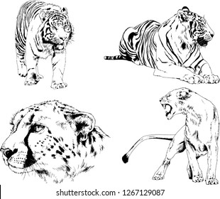 set of vector drawings on the theme of predators tigers are drawn by hand with ink tattoo logos