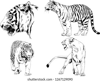 set of vector drawings on the theme of predators tigers are drawn by hand with ink tattoo logos