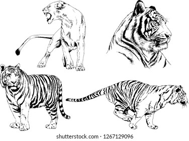 set of vector drawings on the theme of predators tigers are drawn by hand with ink tattoo logos