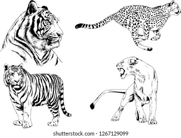 set of vector drawings on the theme of predators tigers are drawn by hand with ink tattoo logos
