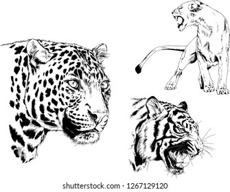 set of vector drawings on the theme of predators tigers are drawn by hand with ink tattoo logos