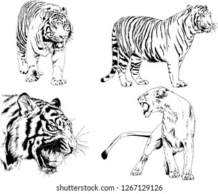 set of vector drawings on the theme of predators tigers are drawn by hand with ink tattoo logos