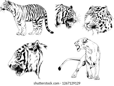 set of vector drawings on the theme of predators tigers are drawn by hand with ink tattoo logos