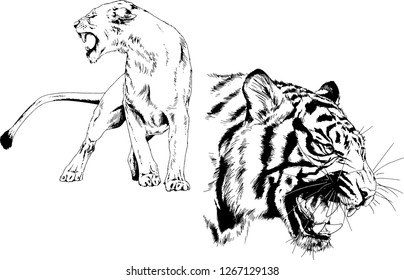 set of vector drawings on the theme of predators tigers are drawn by hand with ink tattoo logos