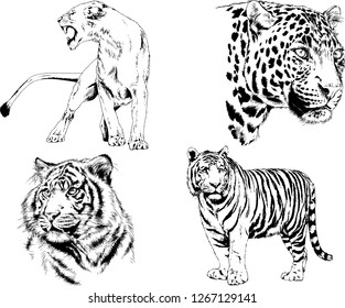 set of vector drawings on the theme of predators tigers are drawn by hand with ink tattoo logos