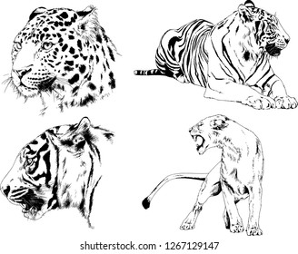 set of vector drawings on the theme of predators tigers are drawn by hand with ink tattoo logos