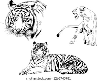 set of vector drawings on the theme of predators tigers are drawn by hand with ink tattoo logos