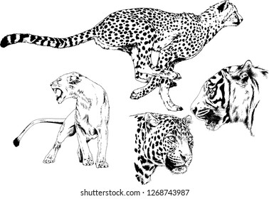 set of vector drawings on the theme of predators tigers are drawn by hand with ink tattoo logos