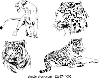 set of vector drawings on the theme of predators tigers are drawn by hand with ink tattoo logos