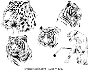 set of vector drawings on the theme of predators tigers are drawn by hand with ink tattoo logos