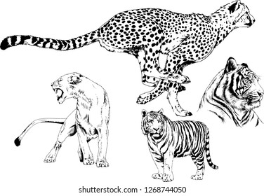 set of vector drawings on the theme of predators tigers are drawn by hand with ink tattoo logos