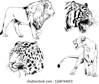 set of vector drawings on the theme of predators tigers are drawn by hand with ink tattoo logos
