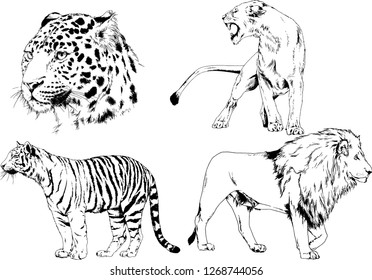 set of vector drawings on the theme of predators tigers are drawn by hand with ink tattoo logos