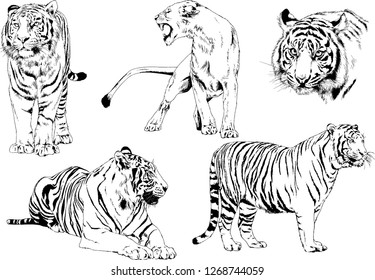 set of vector drawings on the theme of predators tigers are drawn by hand with ink tattoo logos