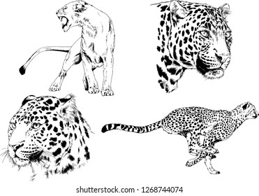 set of vector drawings on the theme of predators tigers are drawn by hand with ink tattoo logos