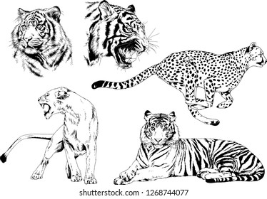 set of vector drawings on the theme of predators tigers are drawn by hand with ink tattoo logos