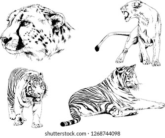 set of vector drawings on the theme of predators tigers are drawn by hand with ink tattoo logos