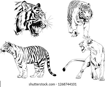 set of vector drawings on the theme of predators tigers are drawn by hand with ink tattoo logos