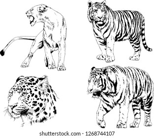 set of vector drawings on the theme of predators tigers are drawn by hand with ink tattoo logos
