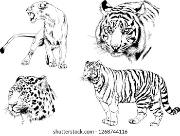 set of vector drawings on the theme of predators tigers are drawn by hand with ink tattoo logos