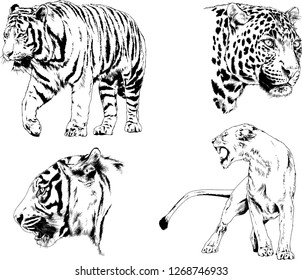 set of vector drawings on the theme of predators tigers are drawn by hand with ink tattoo logos