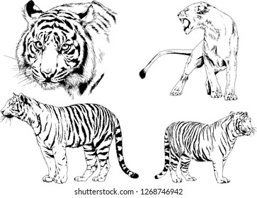 set of vector drawings on the theme of predators tigers are drawn by hand with ink tattoo logos