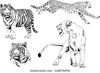 set of vector drawings on the theme of predators tigers are drawn by hand with ink tattoo logos