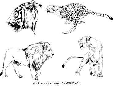 set of vector drawings on the theme of predators tigers are drawn by hand with ink tattoo logos