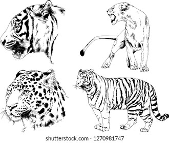 set of vector drawings on the theme of predators tigers are drawn by hand with ink tattoo logos