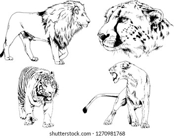set of vector drawings on the theme of predators tigers are drawn by hand with ink tattoo logos