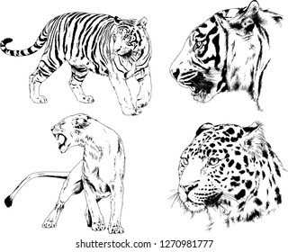 set of vector drawings on the theme of predators tigers are drawn by hand with ink tattoo logos