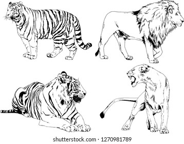 set of vector drawings on the theme of predators tigers are drawn by hand with ink tattoo logos
