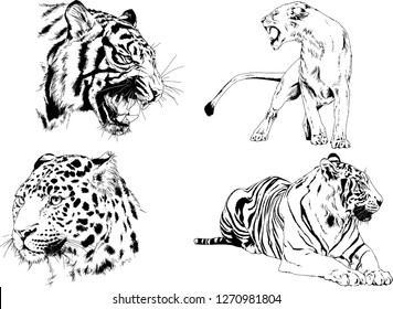set of vector drawings on the theme of predators tigers are drawn by hand with ink tattoo logos