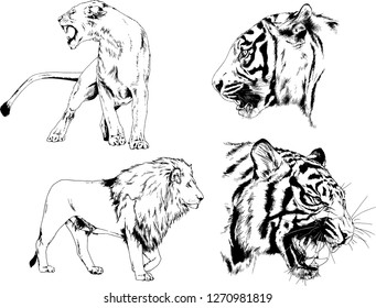 set of vector drawings on the theme of predators tigers are drawn by hand with ink tattoo logos