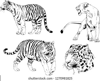 set of vector drawings on the theme of predators tigers are drawn by hand with ink tattoo logos