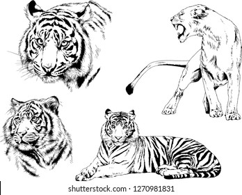 set of vector drawings on the theme of predators tigers are drawn by hand with ink tattoo logos