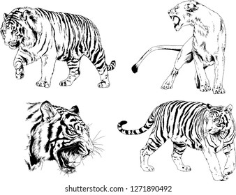 set of vector drawings on the theme of predators tigers are drawn by hand with ink tattoo logos