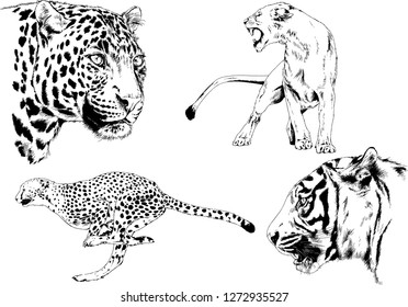 set of vector drawings on the theme of predators tigers are drawn by hand with ink tattoo logos