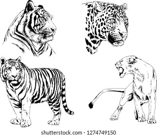 set of vector drawings on the theme of predators tigers are drawn by hand with ink tattoo logos