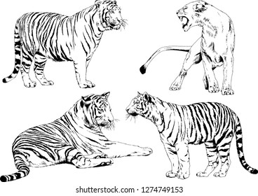set of vector drawings on the theme of predators tigers are drawn by hand with ink tattoo logos