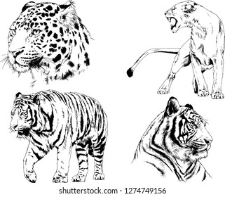 set of vector drawings on the theme of predators tigers are drawn by hand with ink tattoo logos