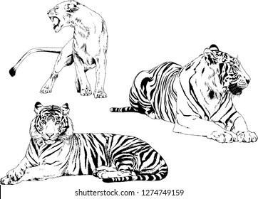 set of vector drawings on the theme of predators tigers are drawn by hand with ink tattoo logos