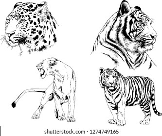 set of vector drawings on the theme of predators tigers are drawn by hand with ink tattoo logos