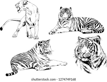 set of vector drawings on the theme of predators tigers are drawn by hand with ink tattoo logos